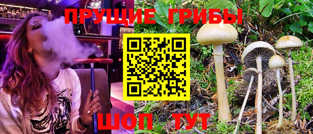 Галлюциногенные грибы прущие грибы  Вход с VPN  Петровск 